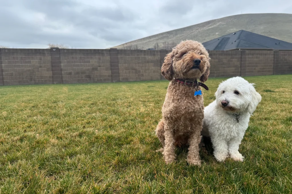 Two clients' dogs on a freshly cleaned lawn in the Tri-Cities